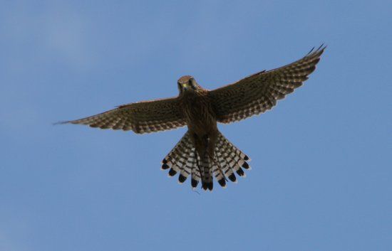 Andy Howeys Birds of Prey Centre